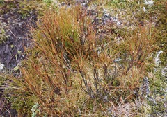 Dracophyllum