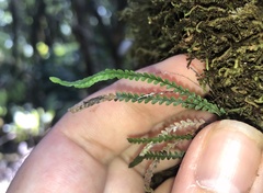 Stenogrammitis saffordii