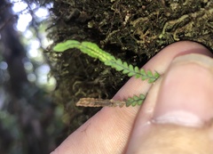 Stenogrammitis saffordii