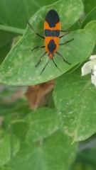 Oncopeltus fasciatus