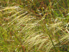 Austrostipa rudis