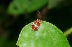 Asphaera discicollis