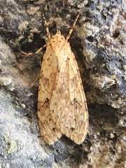 Lophocampa