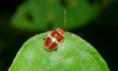 Asphaera discicollis