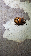 Bolbocerosoma confusum