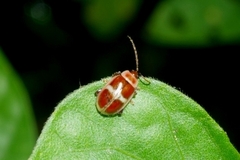 Asphaera discicollis