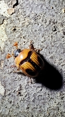 Bolbocerosoma confusum