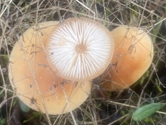 Flammulina velutipes