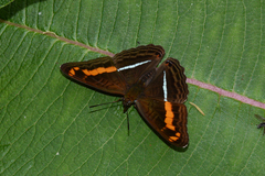 Adelpha olynthia