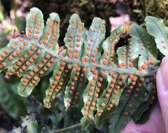 Polypodium pellucidum pellucidum
