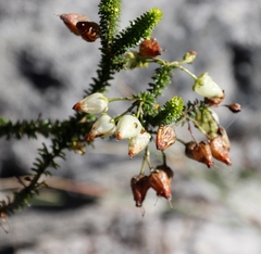 Erica urna-viridis