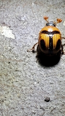 Bolbocerosoma confusum