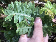 Polypodium pellucidum pellucidum