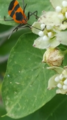 Oncopeltus fasciatus