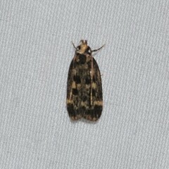 Martyringa latipennis