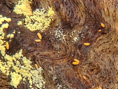 Monobella grassei