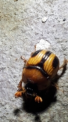 Bolbocerosoma confusum