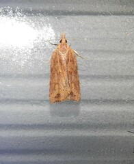 Planotortrix notophaea