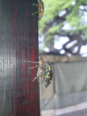 Polyclaeis longicornis