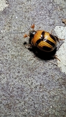 Bolbocerosoma confusum