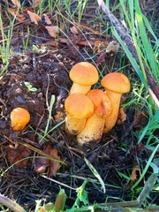 Gymnopilus ventricosus