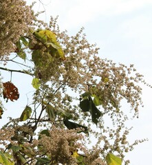 Heliocarpus terebinthinaceus