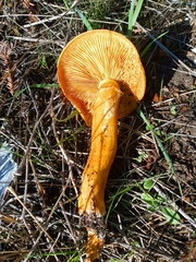 Gymnopilus ventricosus