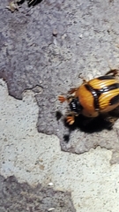 Bolbocerosoma confusum