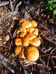 Gymnopilus ventricosus