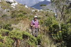 Pseudopentameris macrantha