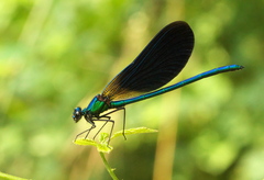 Calopteryx virgo meridionalis