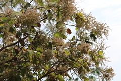 Heliocarpus terebinthinaceus