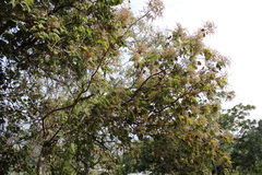 Heliocarpus terebinthinaceus