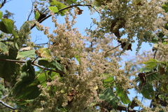 Heliocarpus terebinthinaceus