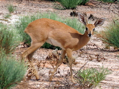 Raphicerus campestris