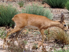 Raphicerus campestris