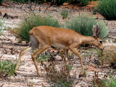 Raphicerus campestris