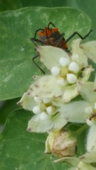 Oncopeltus fasciatus