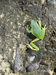 Ranoidea phyllochroa