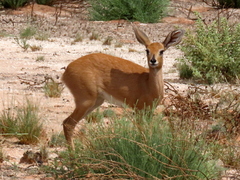 Raphicerus campestris