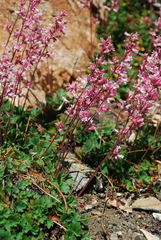 Heuchera caespitosa