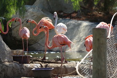 Phoenicopterus