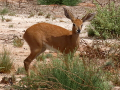 Raphicerus campestris