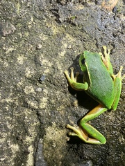 Ranoidea phyllochroa