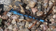 Enallagma annexum