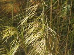 Austrostipa rudis