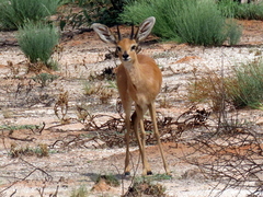 Raphicerus campestris