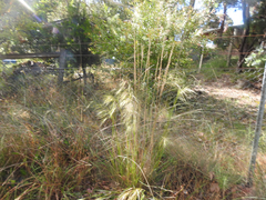 Austrostipa rudis