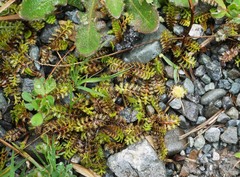 Leptinella squalida