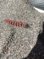 Ormiscodes cinnamomea